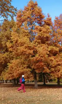 終於等來上海天花板水杉林的封神期附攻略
