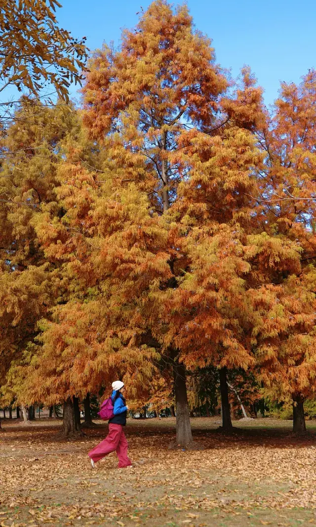 終於等來上海天花板水杉林的封神期附攻略 終於等來上海天花板水杉林的封神期附攻略