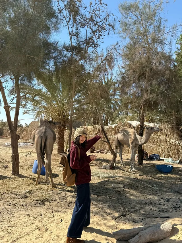 埃及文藝路線,從金字塔到地中海再到撒哈拉 埃及文藝路線,從金字塔到地中海再到撒哈拉