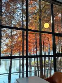 上海初冬限定浪漫|碳路者公園4點光影落羽杉