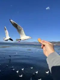 12月的洱海邊,彩林和海鷗也太配了吧