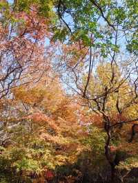 共青秋林愛晚|賞五彩繽紛的秋