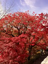 京都𝐊𝐲𝐨𝐭𝐨｜漫畫照進現實