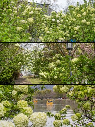 3.28 실사 촬영 항저우 4월 최고 인기 상후 목수국 개화
