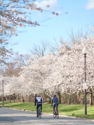 ワシントンの桜見必訪スポット！人混みを避ける秘密の桜並木
