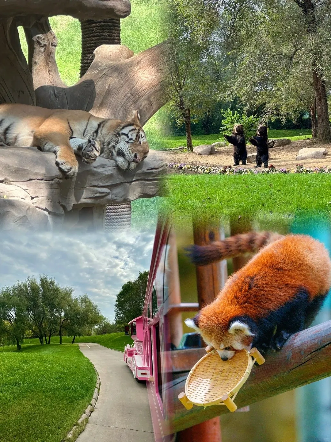實測北京野生動物世界遊玩心得分享
