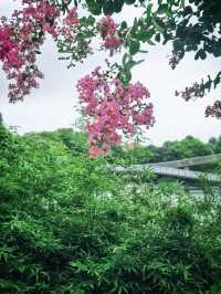 上海青浦夏陽湖畔|紫薇花開的夏日詩篇