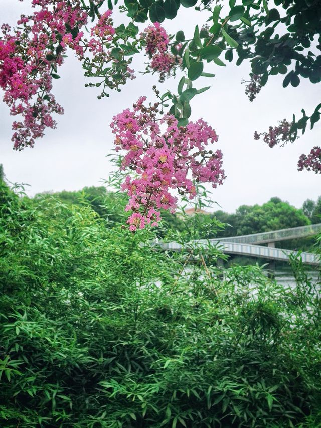 上海青浦夏陽湖畔|紫薇花開的夏日詩篇