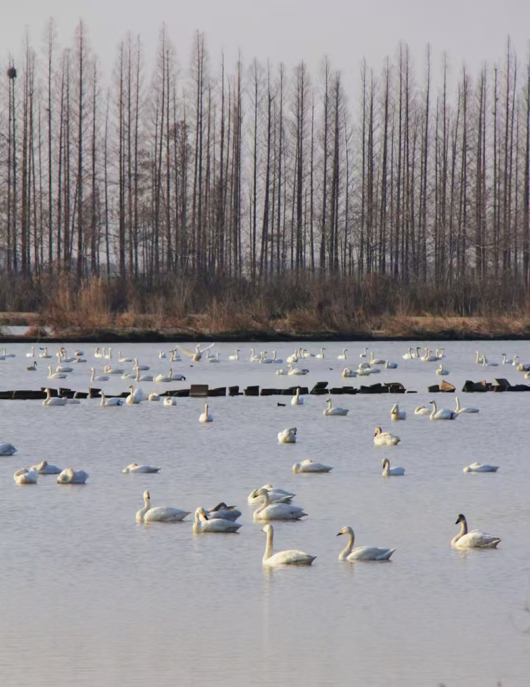 Hunan Donggu Lake | A Winter Wonderland of Swans and Sunsets by Dongting Lake