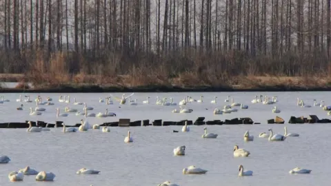 Hunan Donggu Lake | A Winter Wonderland of Swans and Sunsets by Dongting Lake — traveler post in Miluo