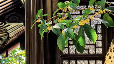 Guilin Park has entered its peak viewing season. — traveler post in Guilin