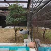 まるでサバンナ？天王寺動物園