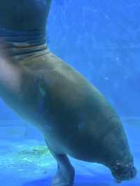제주 비오는 날 데이트, 아쿠아 플라넷🦈