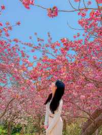 부산에서 유명한 핑크 왕팝콘 스팟!🌸🌸