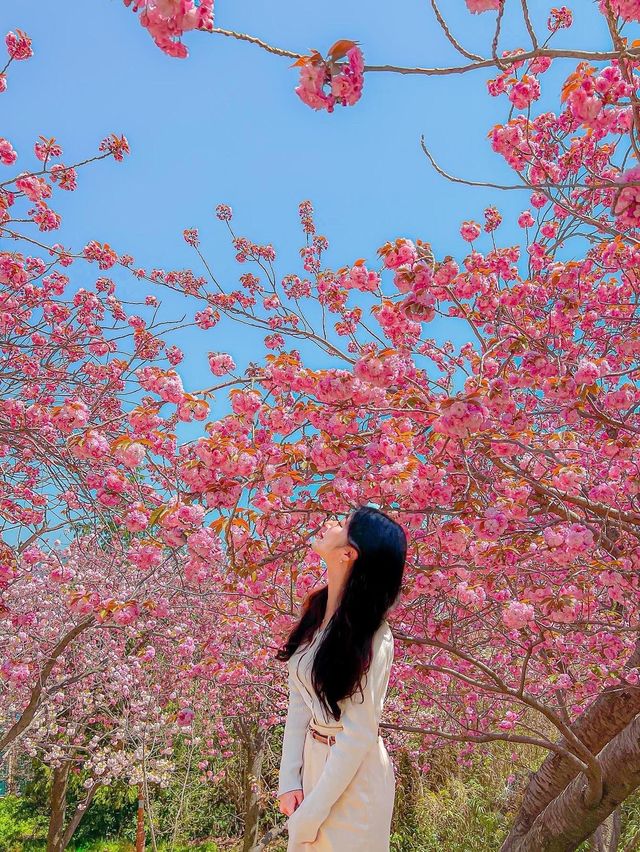 부산에서 유명한 핑크 왕팝콘 스팟!🌸🌸