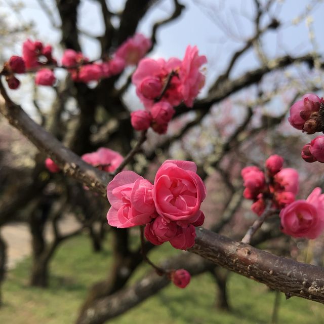 【京都】北野天満宮に行ってきた！