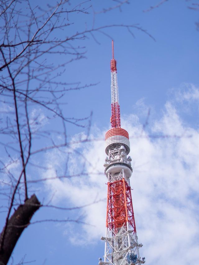 東京秘密賞塔的好地方—增上寺