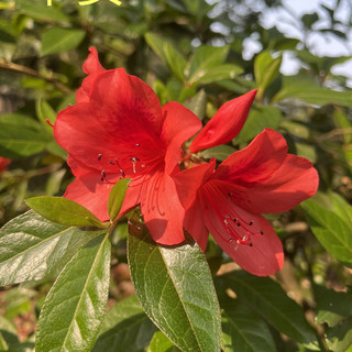 春意盎然的虎山步道