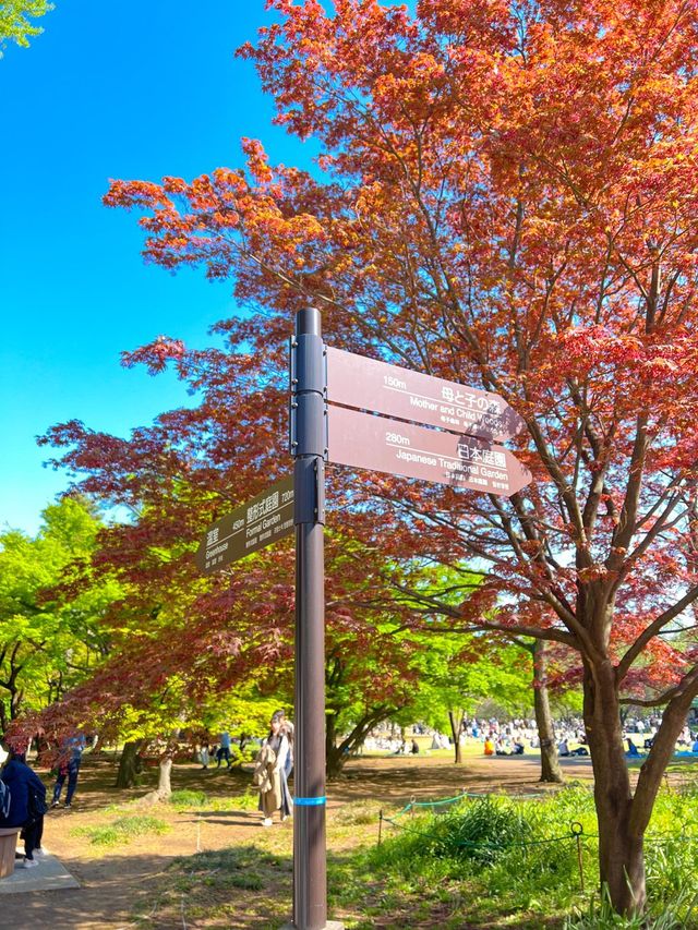 도쿄 도심속 오아시스 신주쿠교엔🌳💚
