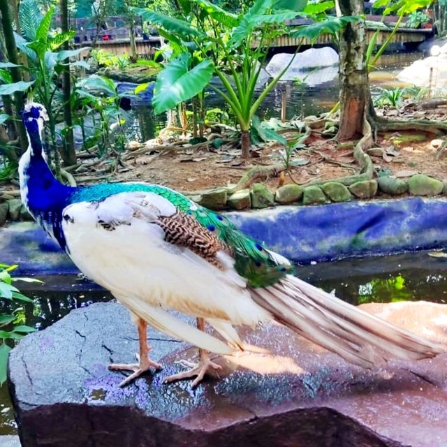 Fun Feeding and Interaction with Parrots & Birds 