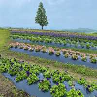 淡路島「あわじ花さじき」駐車場料金だけで入場できる花畑