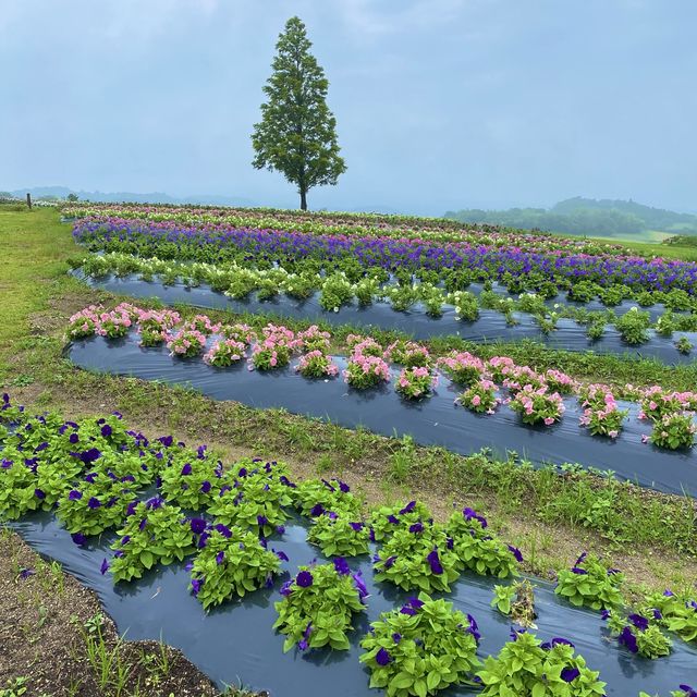 淡路島「あわじ花さじき」駐車場料金だけで入場できる花畑