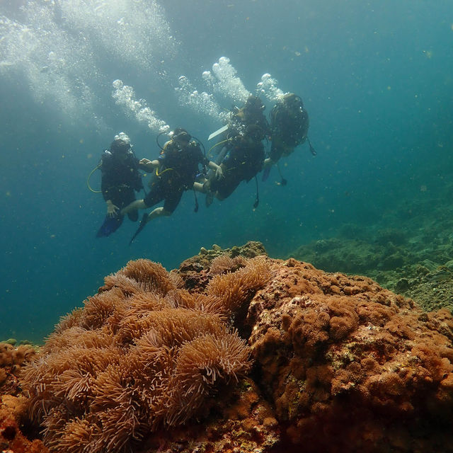 Discover Scuba Dive at Phi Phi Island 