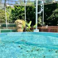 【静岡】熱川バナナワニ園　のんびり🐊や熱帯の植物が楽しめる