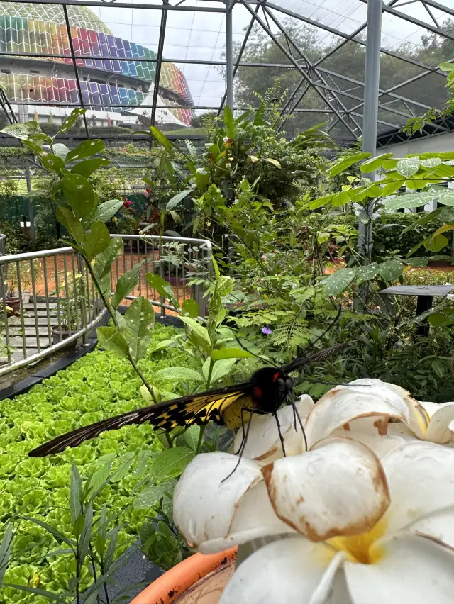 FREE ENTRY 🦋 BUTTERFLY PARK at KL 