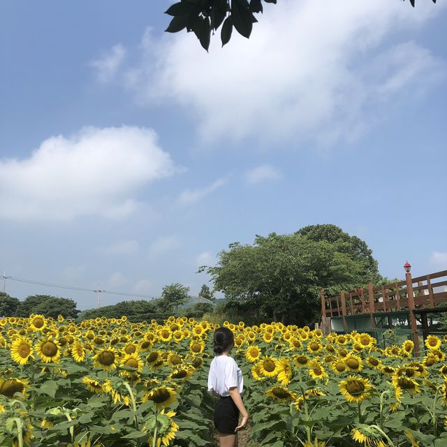 제주 해바라기 농장 ‘김경숙해바라기농장’