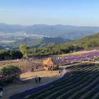 퍼플러버를 위한 감악산 꽃&별 여행 축제💜