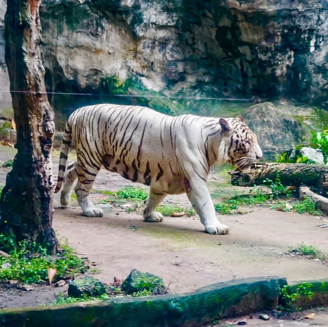 Saigon Zoo 