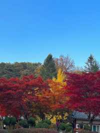 가을단풍 구경하기 좋은 “배론성지”🍁