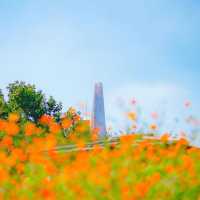 Olympic Park's Wildflower Maru Blossoms 