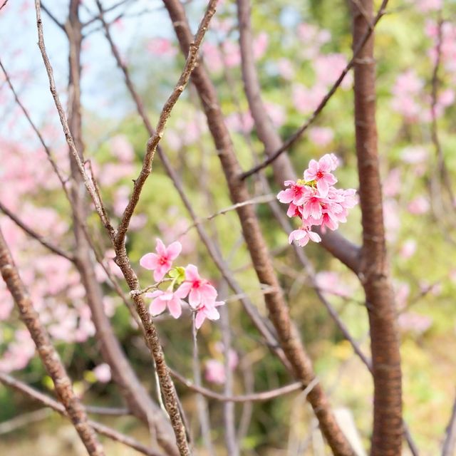 香港櫻花園🌸cherry blossom garden in Hong Kong🇭🇰 