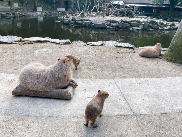 可極近距離接觸動物❤️可愛到融化了
