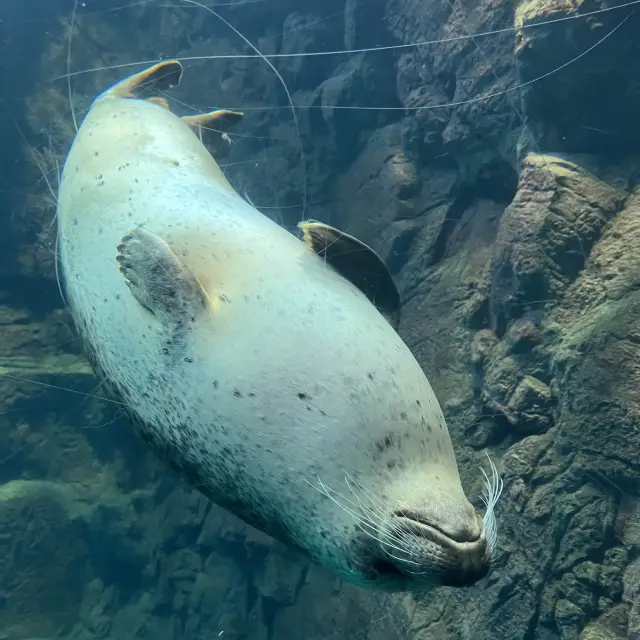 大阪海遊館🐋可愛動物好鬼多