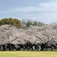 世界文化遺產 日本最美的三大庭園