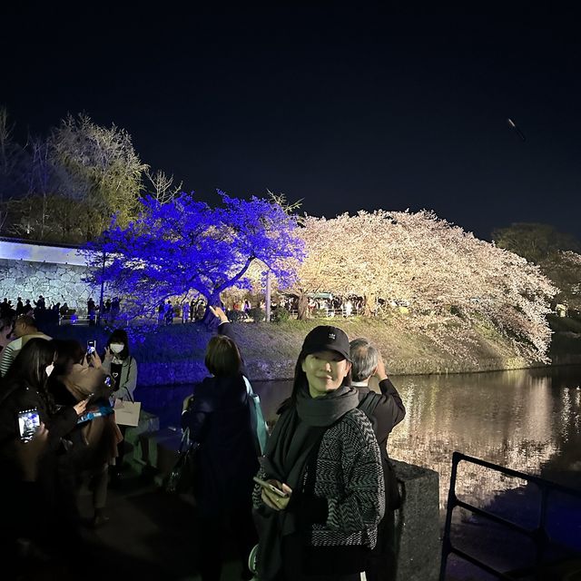 벚꽃 야간개장 후쿠오카 성터!