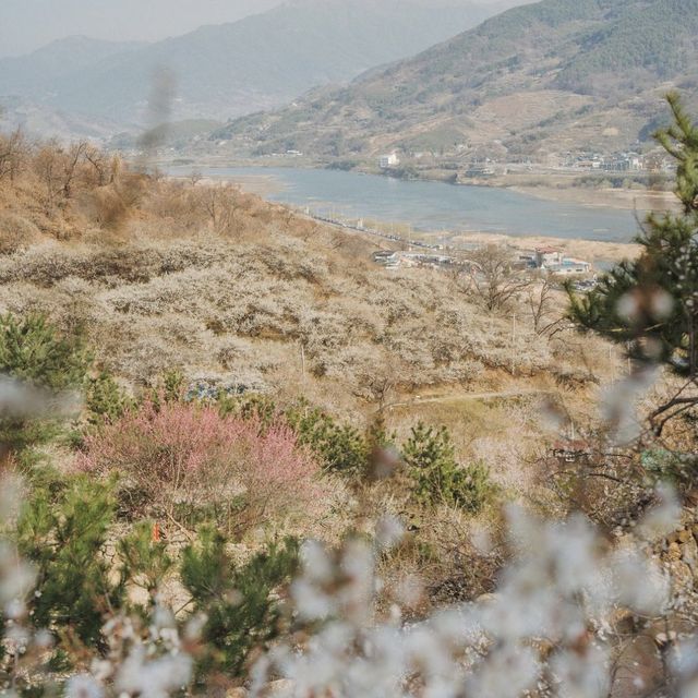 매화 포토존 가득한 광양 매화마을 