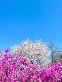 벚꽃+진달래를 한번에 볼 수 있는 진달래꽃동산🌸🤍