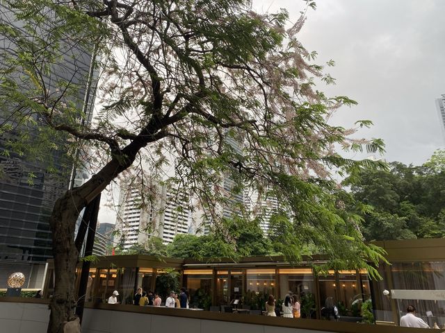 潮聖節果決明古樹