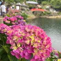 蒲郡　形原あじさいの里で紫陽花と絶景の見晴らしを満喫
