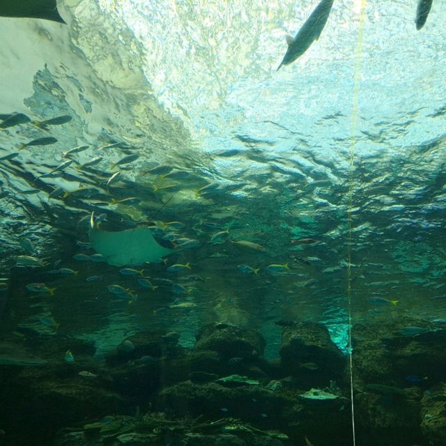 【日本　名古屋港水族館】