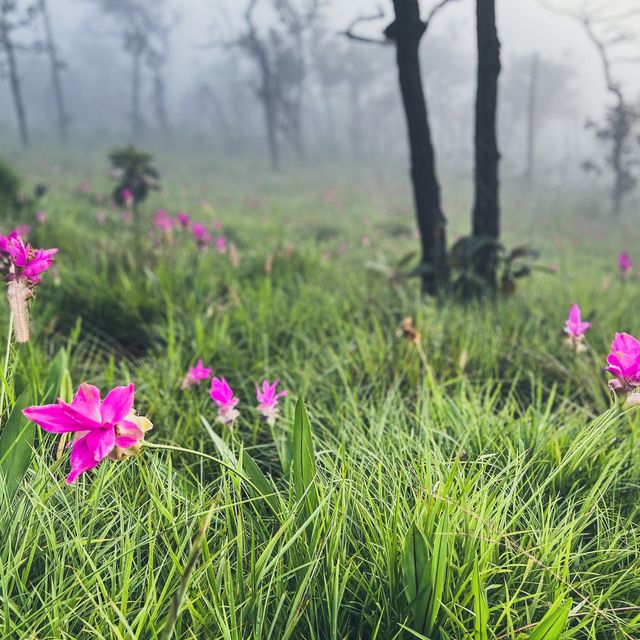 ไปดูดอกกระเจียว เที่ยวหน้าฝนกัน 🌷