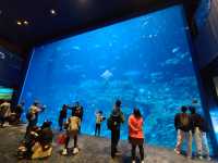 【重拾童年回憶~Ocean Park🎢】