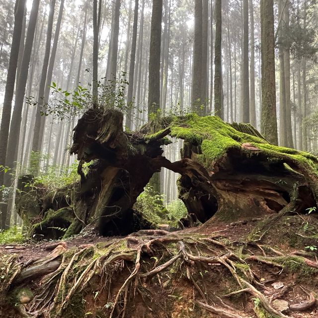 阿里山 - 享受森林浴、淨化心靈
