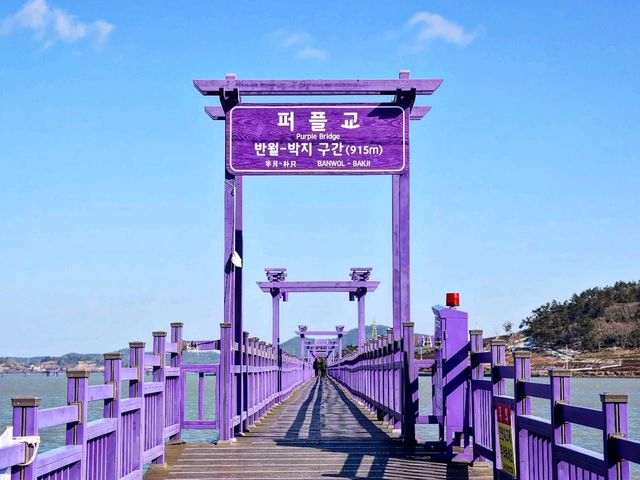 온통 보라보라한 섬에 홀딱 반하다. 신안 퍼플섬