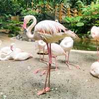 馬來西亞 | Sunway Lagoon 之動物世界