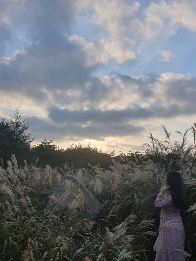 가을 억새 한창인 곳